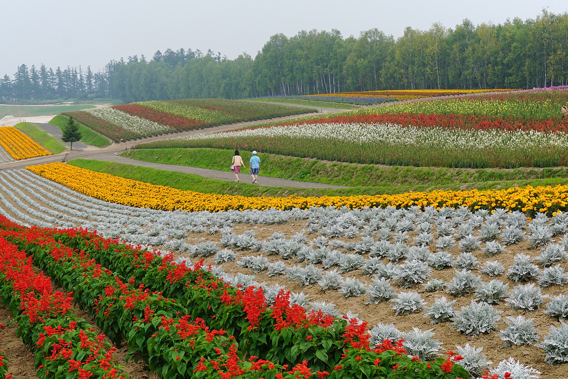 四季彩の丘の丘陵に帯状に植えられたサルビアとマリーゴールドの花畑