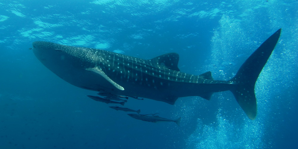 青い海を泳ぐジンベエザメと、その腹の下に付くコバンザメ