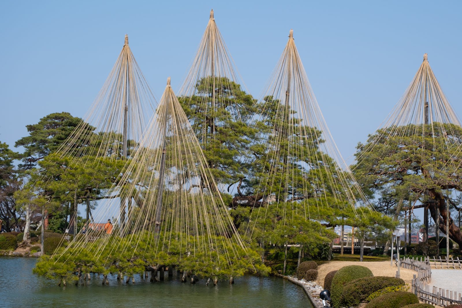 金沢・加賀温泉2泊3日モデルプラン|王道と名湯をめぐる北陸旅 4 兼六園の霞ヶ池に立つ唐崎松と円錐形に張られた雪吊り
